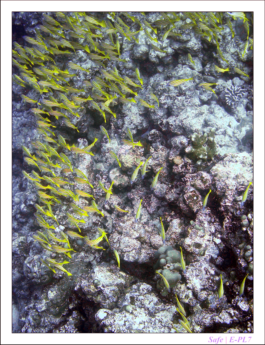 2019 - 07 - Snorkeling maldives - 21